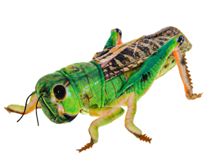 Plyšová Kobylka zelená / luční koník 40cm